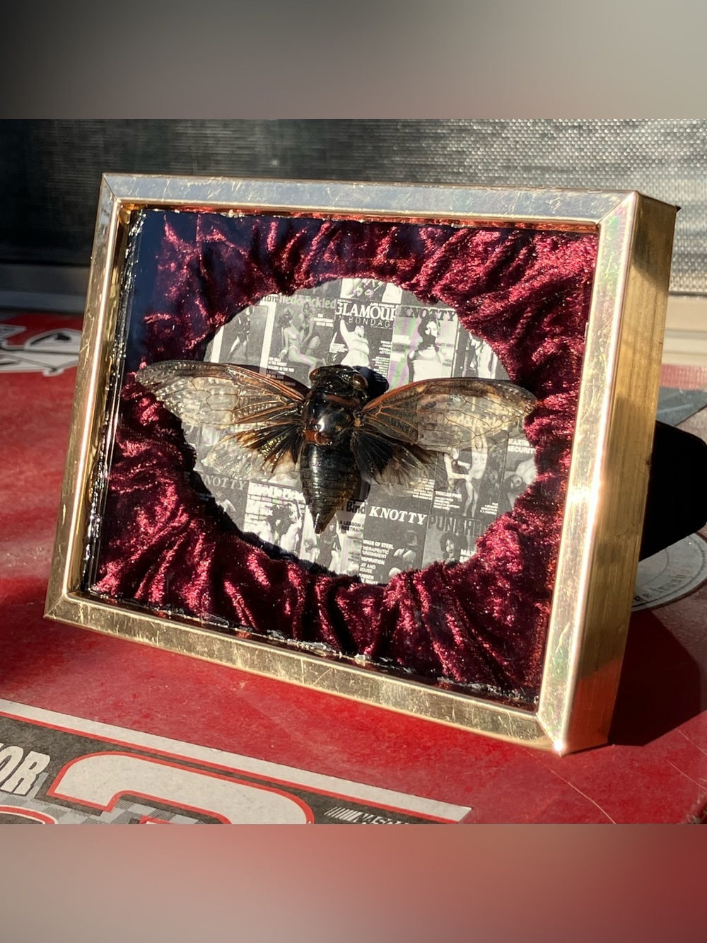 Spicy cicada